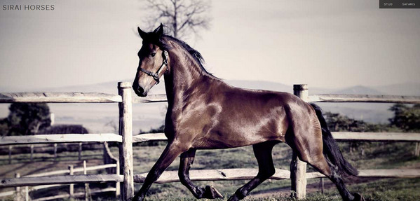 Sirai Horses
