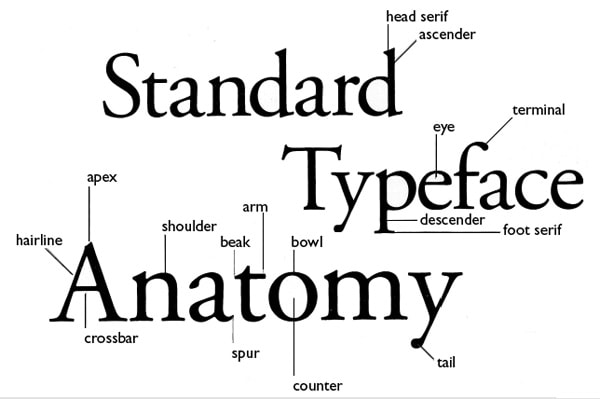 typeface anatomy